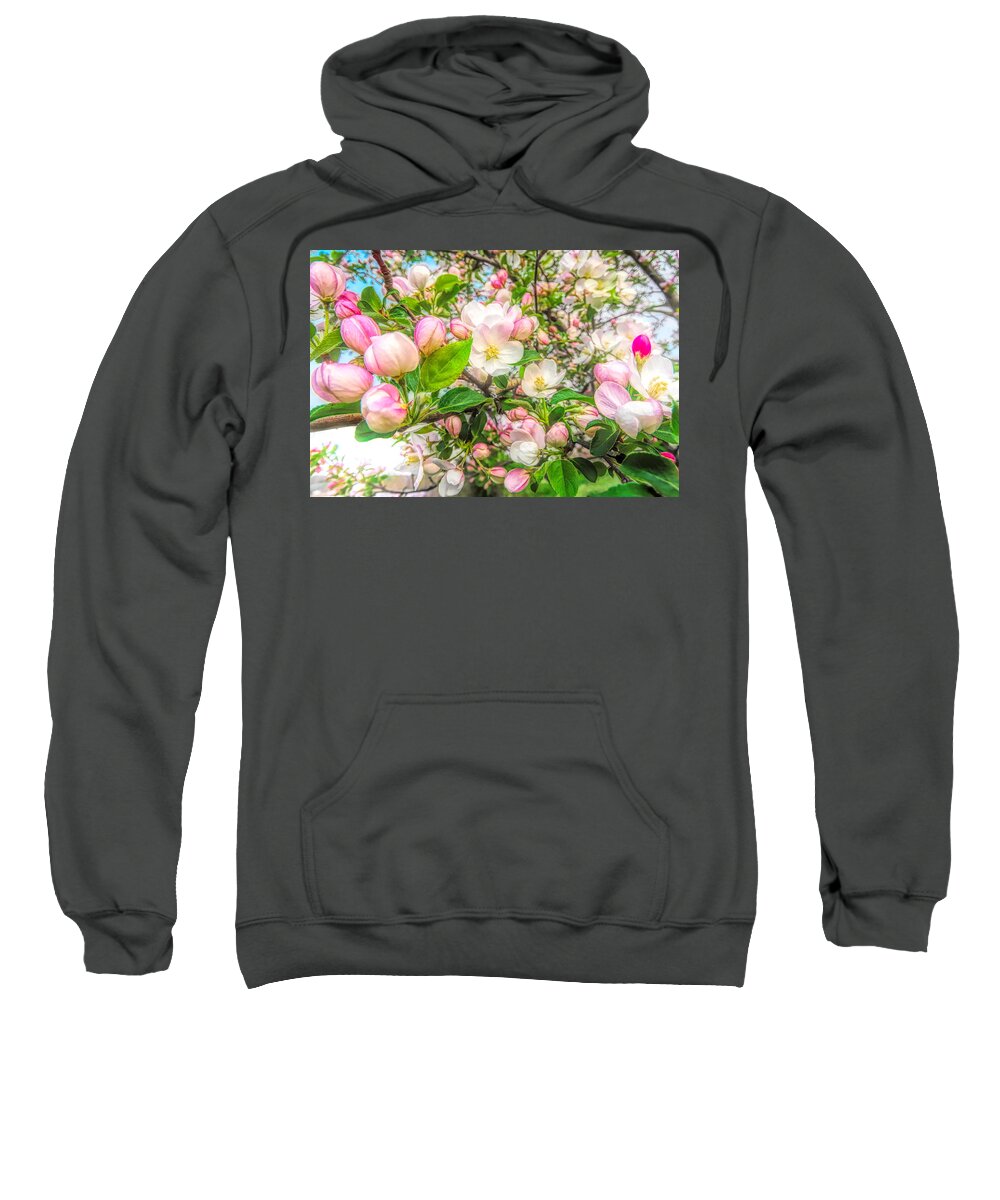 Apple Blossom Sweatshirt featuring the photograph Apple Blossoms by Susan Hope Finley