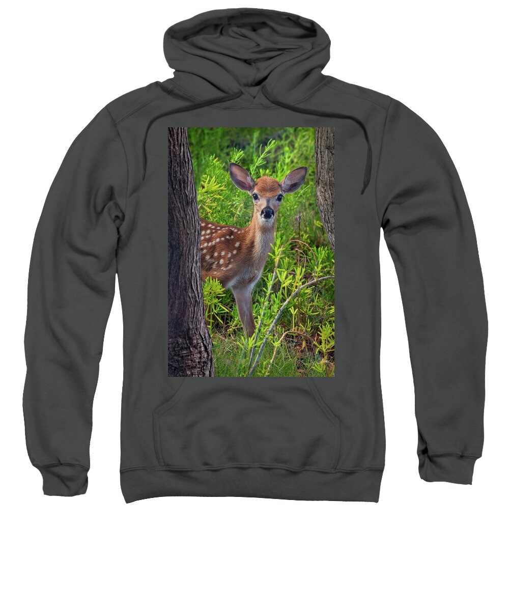 Wildlife Sweatshirt featuring the photograph Are You Coming? by Louise Lindsay