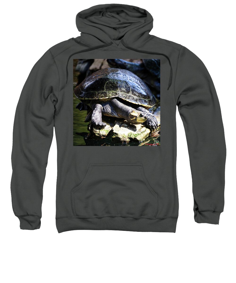 Turtle Sweatshirt featuring the photograph Arrau Turtle by Rene Vasquez