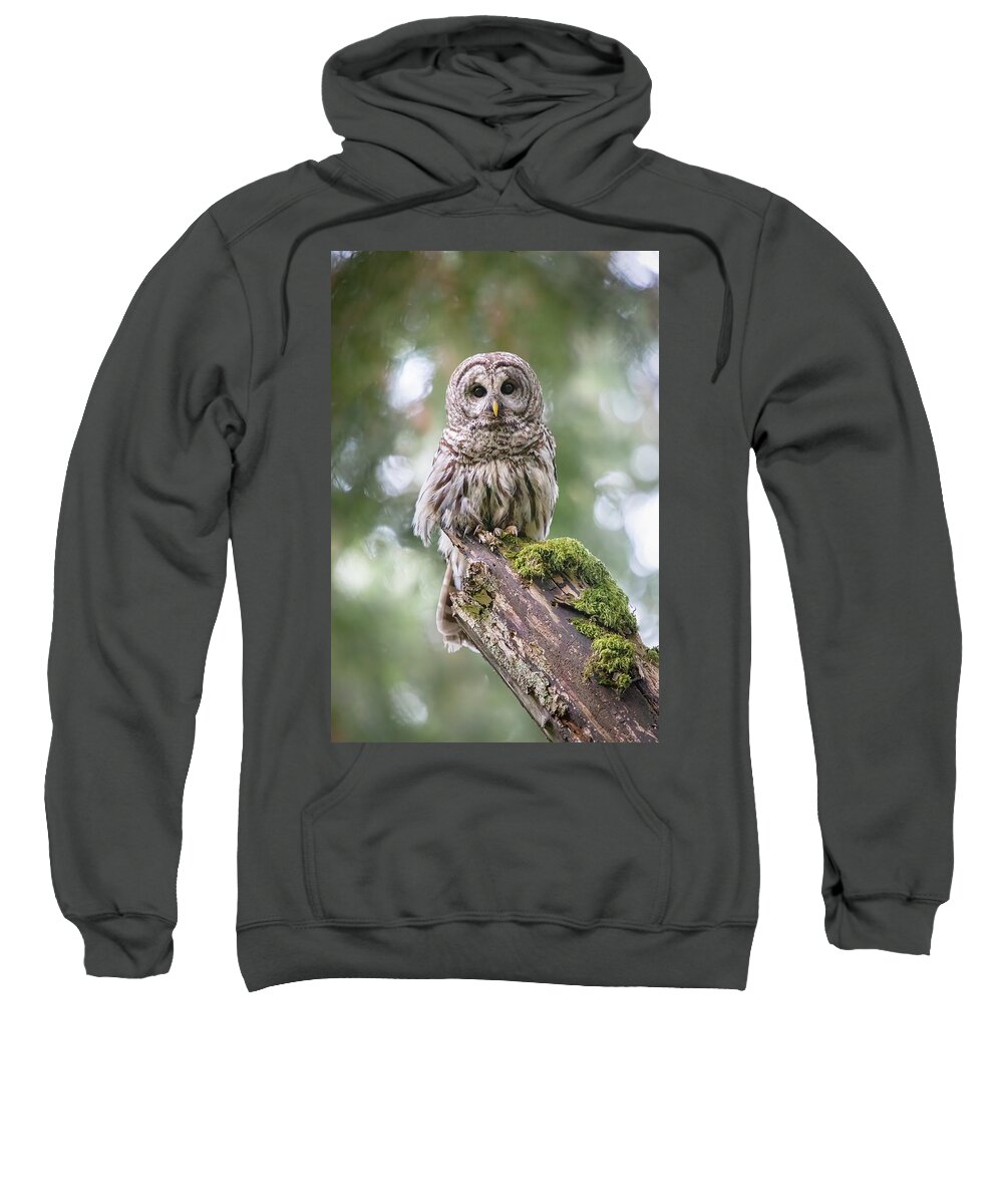 Barred Owl Sweatshirt featuring the photograph Barred Owl Stare by Michael Rauwolf