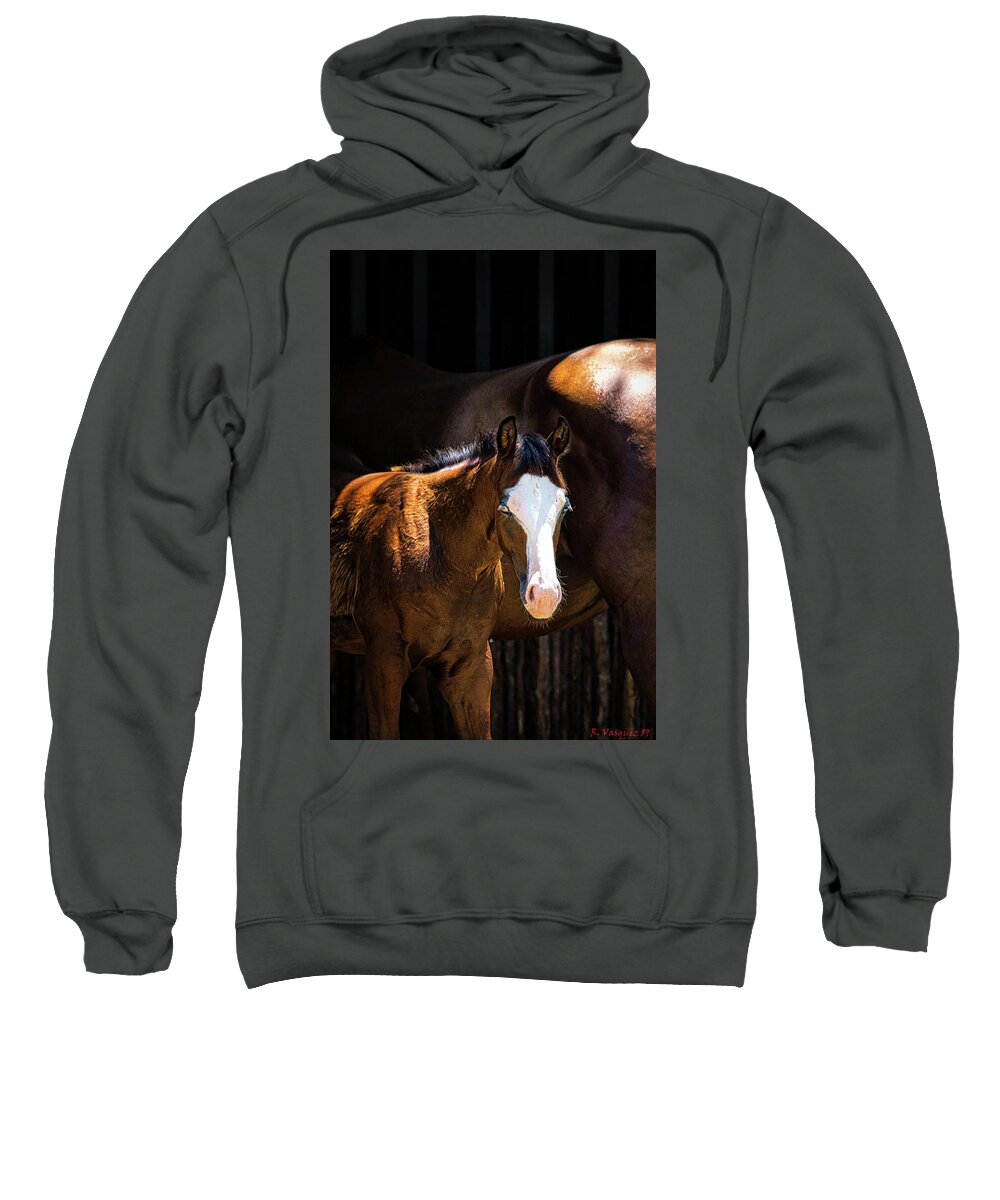 Horse Sweatshirt featuring the photograph Bay Colt by Rene Vasquez