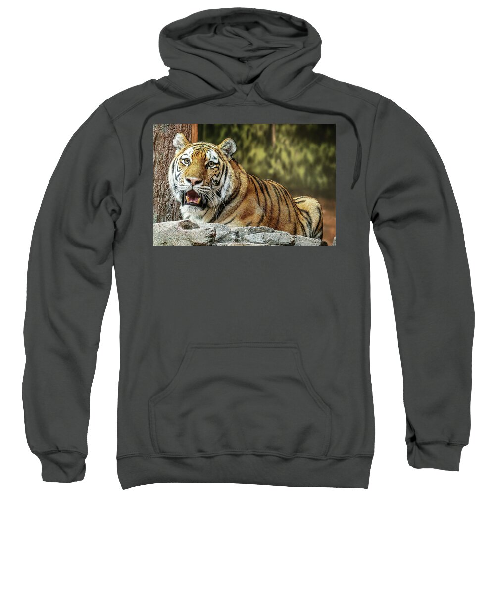 Amur Tiger Sweatshirt featuring the photograph Beautiful Markings by Deb Beausoleil