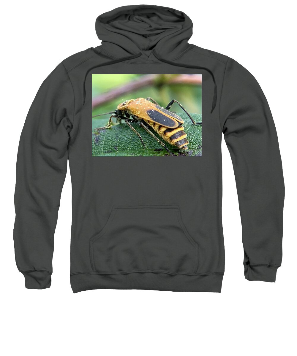 Beetle Sweatshirt featuring the photograph Beetle by Catherine Wilson
