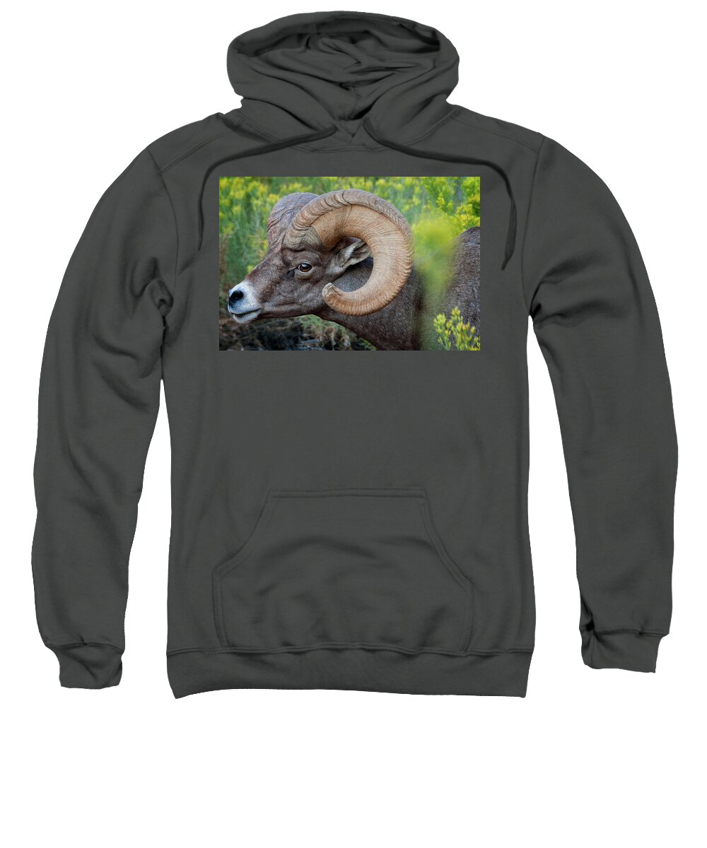 Desert Bighorn Sheep Sweatshirt featuring the photograph Big Horn by Jack and Darnell Est