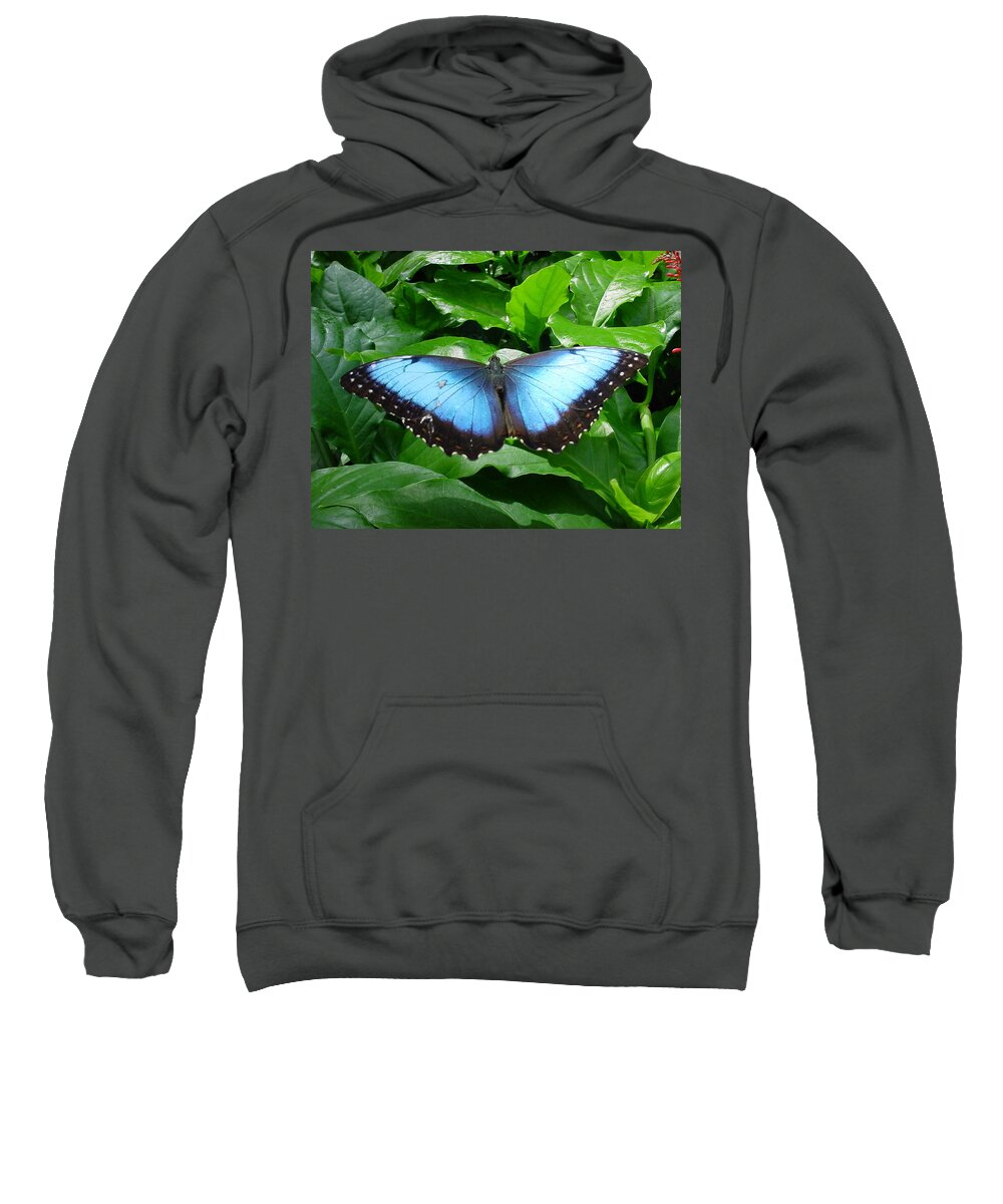 Butterflies Sweatshirt featuring the photograph Black and Blue Butterfly by Pour Your heART Out Artworks
