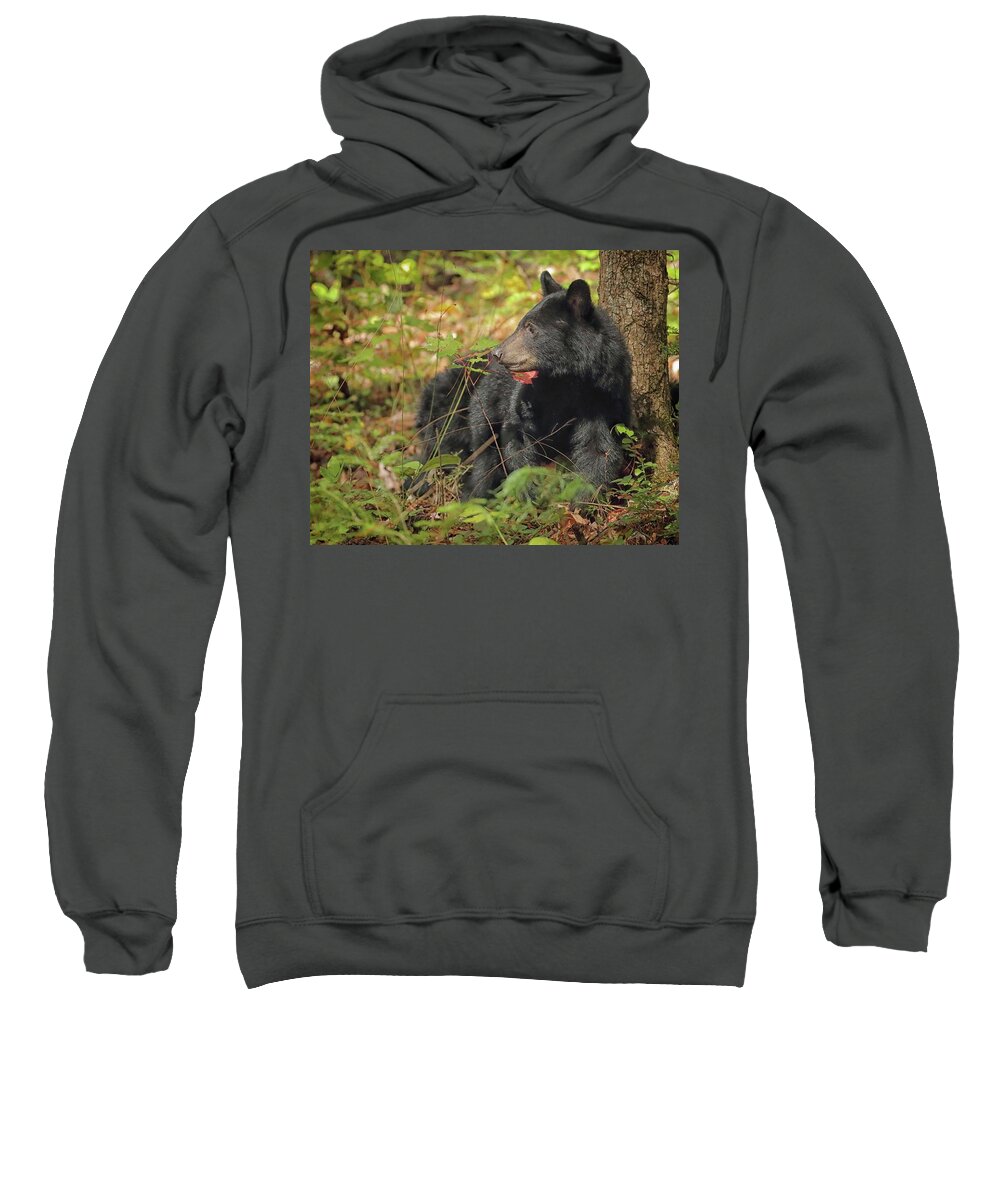 Black Bear Sweatshirt featuring the photograph Black Bear profile by Coby Cooper