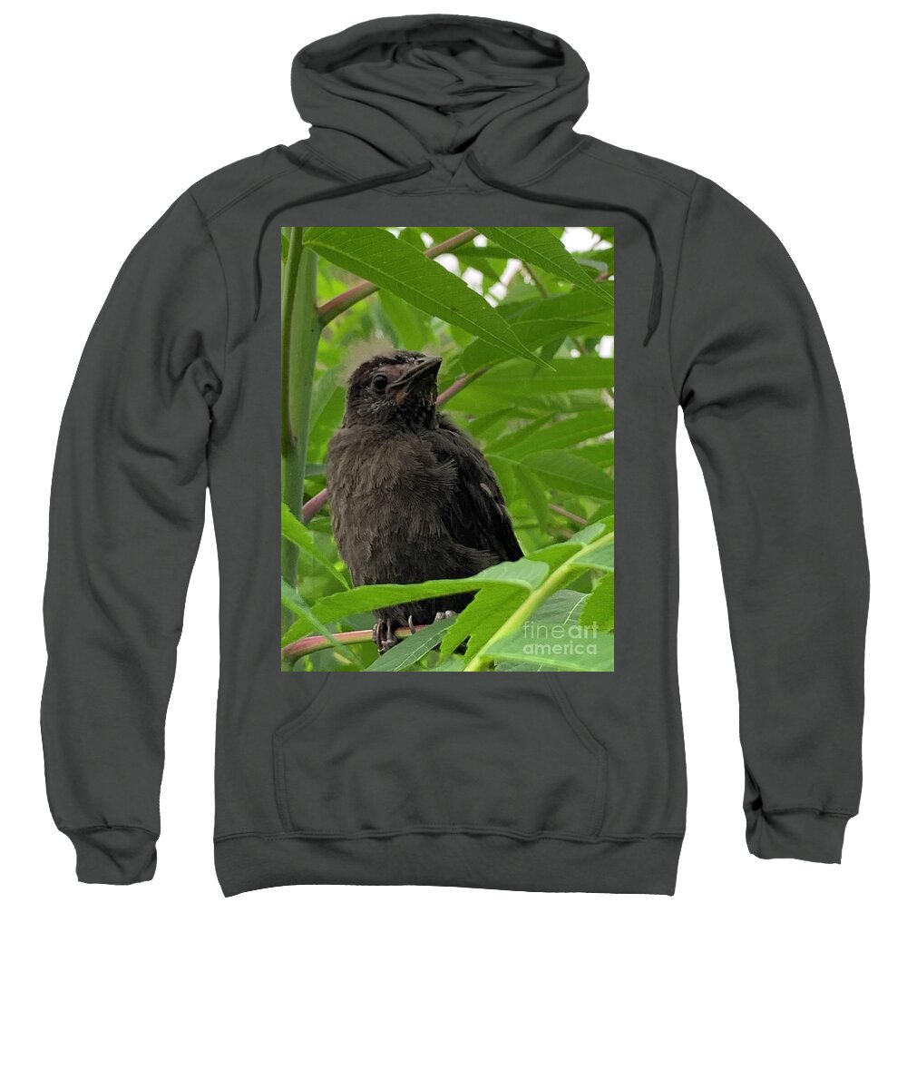 Blackbird Sweatshirt featuring the photograph Blackbird by Catherine Wilson