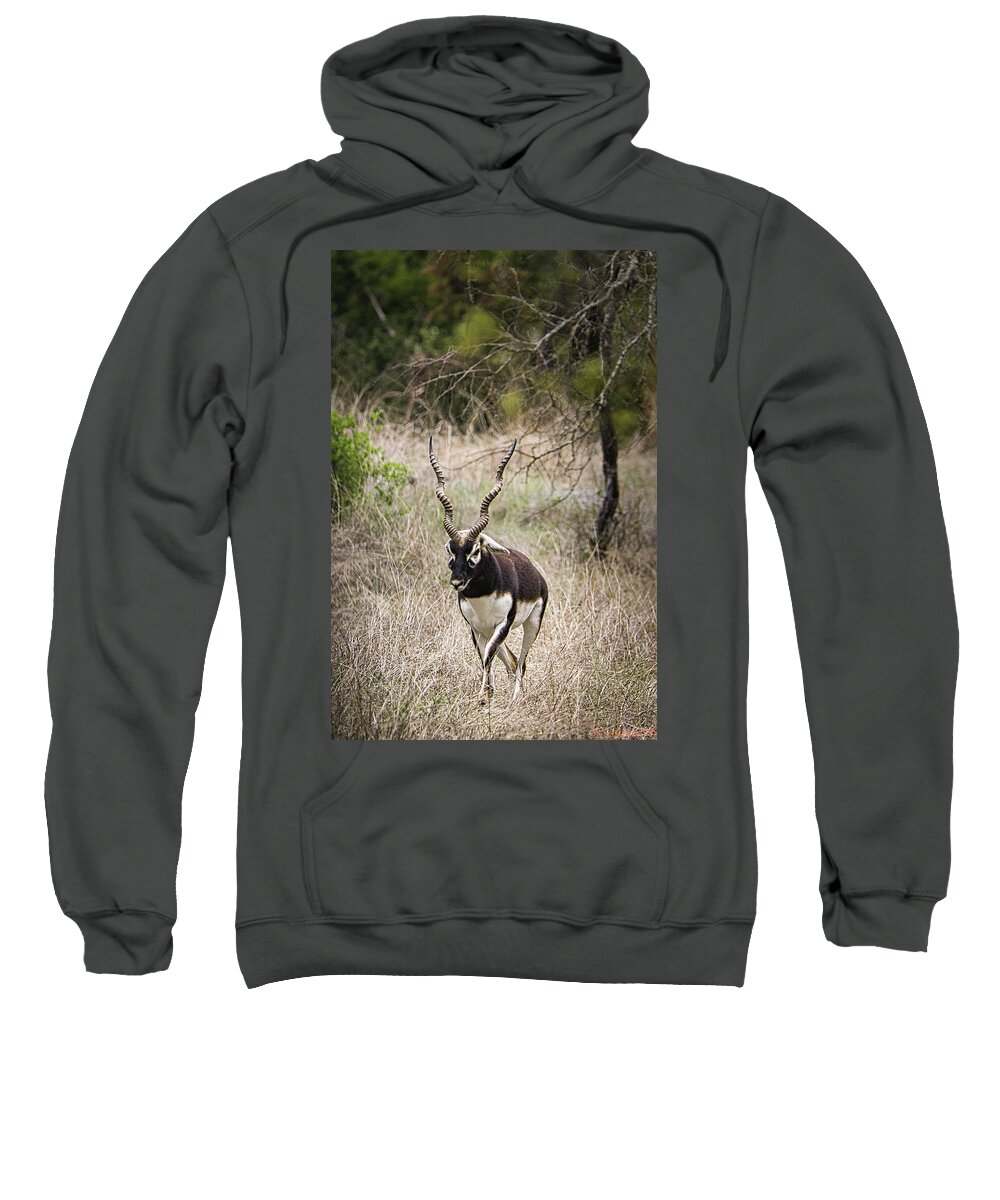 Black Sweatshirt featuring the photograph Blackbuck Antelope by Rene Vasquez