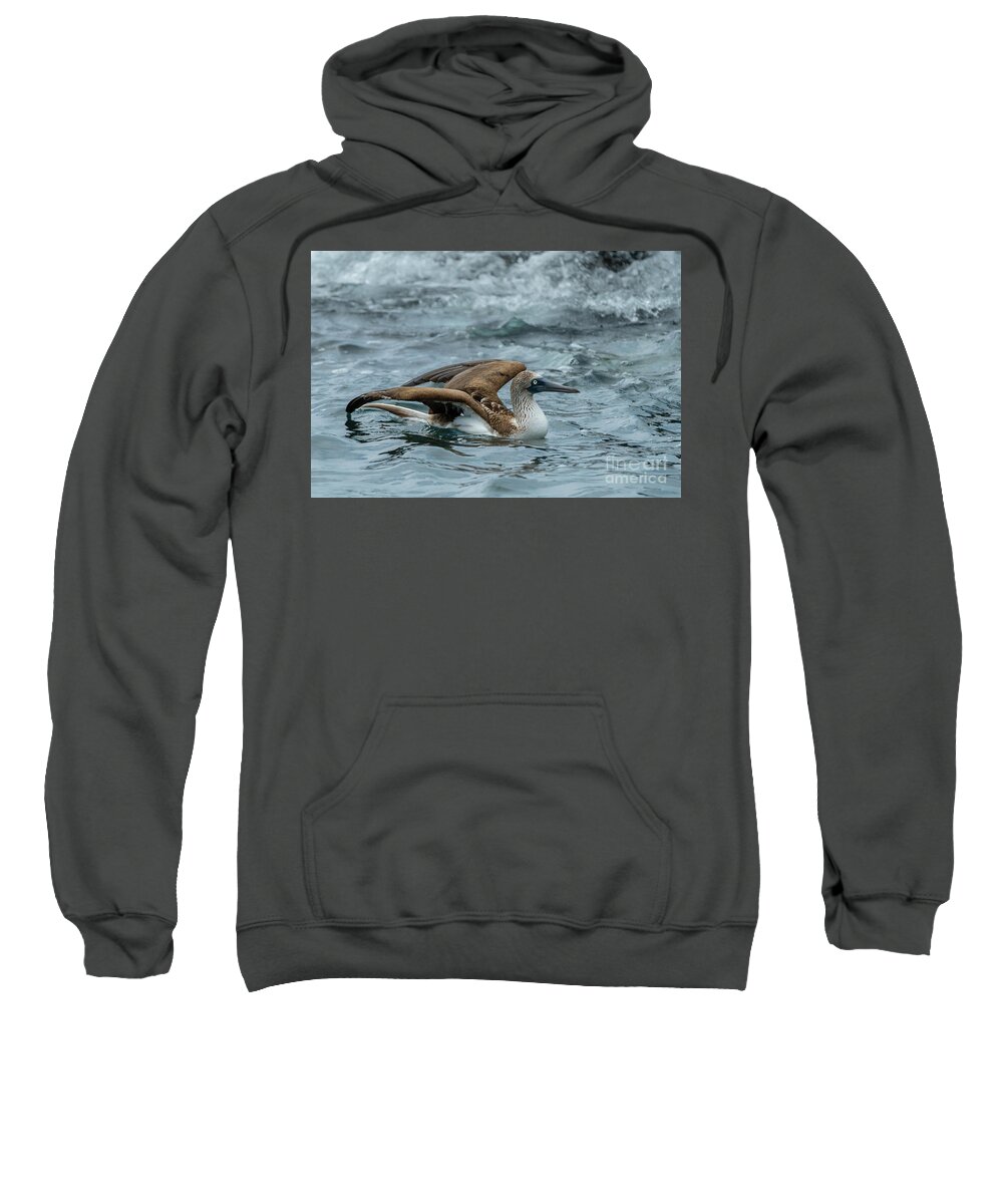 Blue-footed Booby Sweatshirt featuring the photograph Blue-footed Booby in Waves by Nancy Gleason