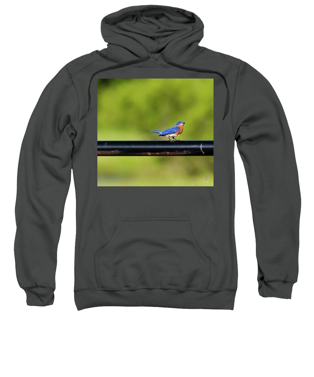Easternbluebird Sweatshirt featuring the photograph Bluebird of Happiness by Pam Rendall
