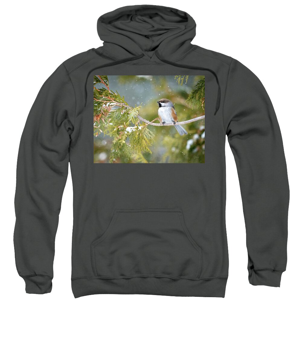 Chickadees Sweatshirt featuring the photograph Boreal Chickadee in Winter by Judi Dressler