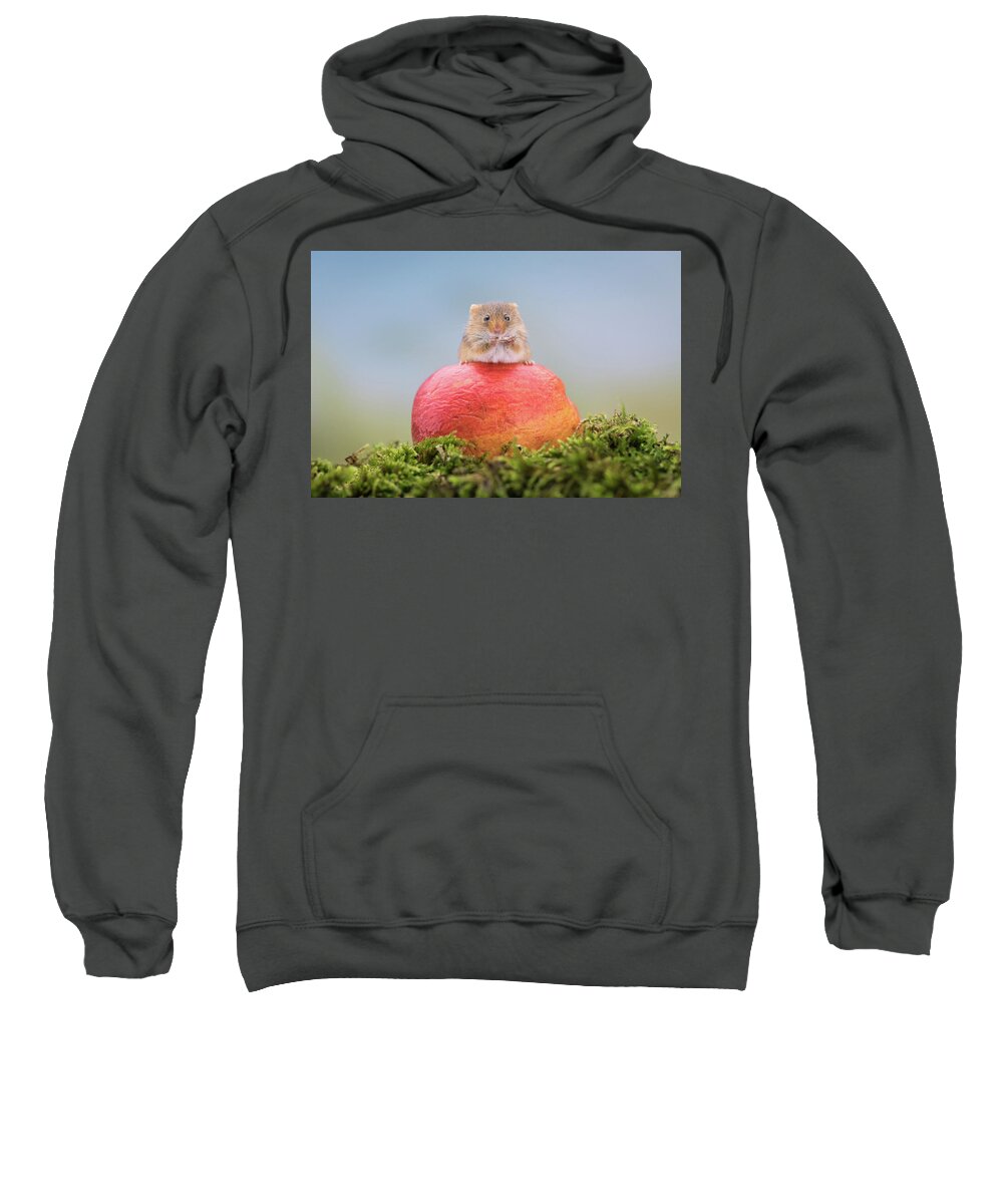 Cute Sweatshirt featuring the photograph Boss mouse by Erika Valkovicova