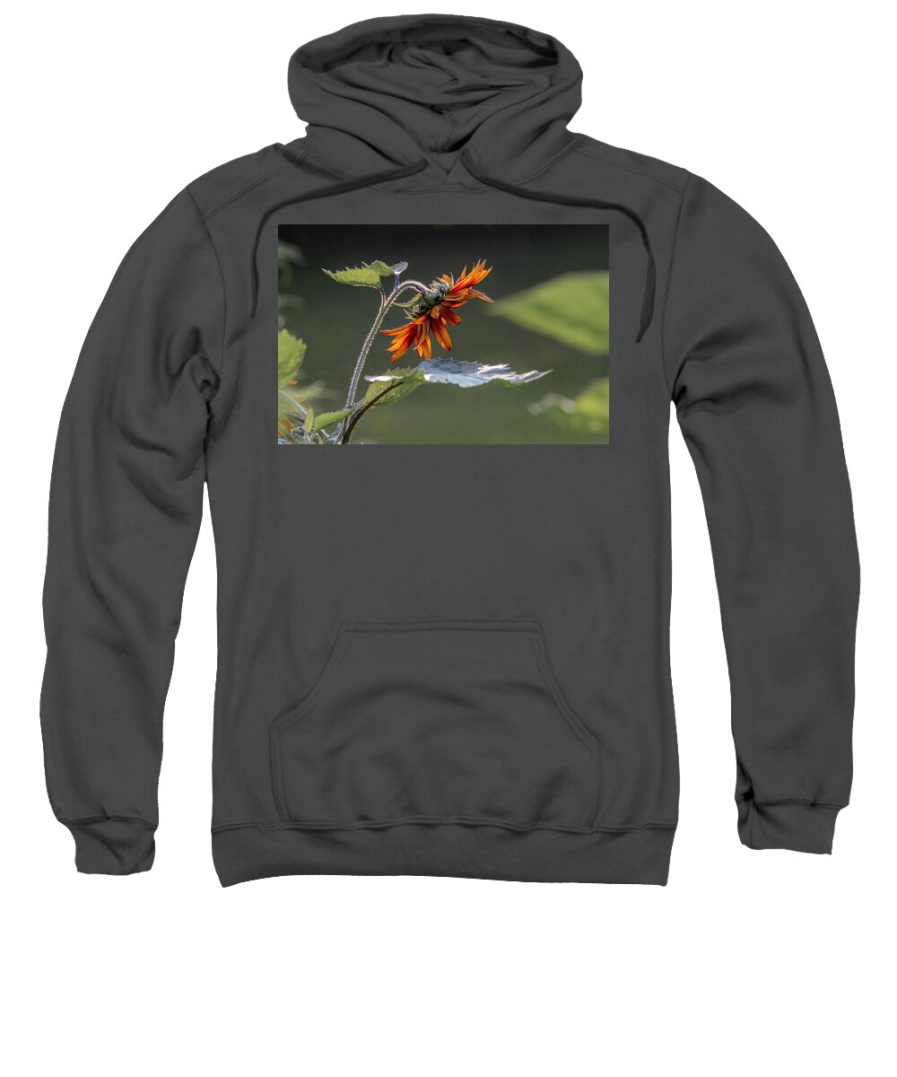 Color Sweatshirt featuring the photograph Bowing Sunflower by Paul Vitko