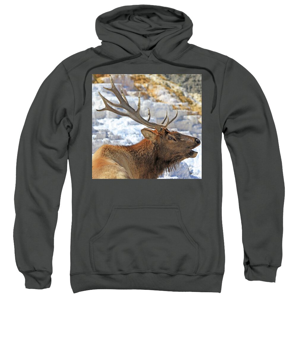 Elk Sweatshirt featuring the photograph Bull Elk Bugling by Shixing Wen