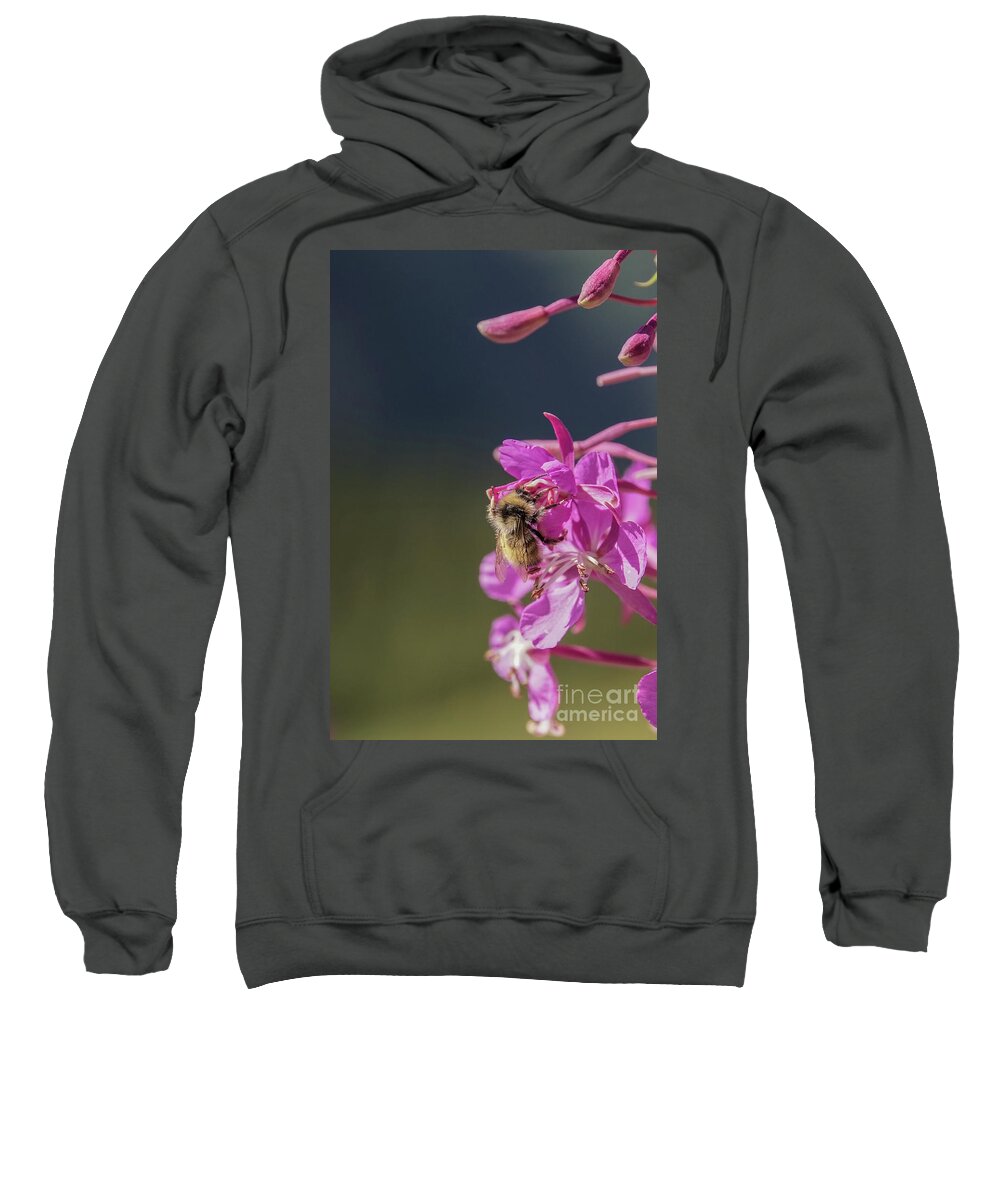 Bumble Bee Sweatshirt featuring the photograph Bumble bee on fireweed at Glacier NP by Nancy Gleason