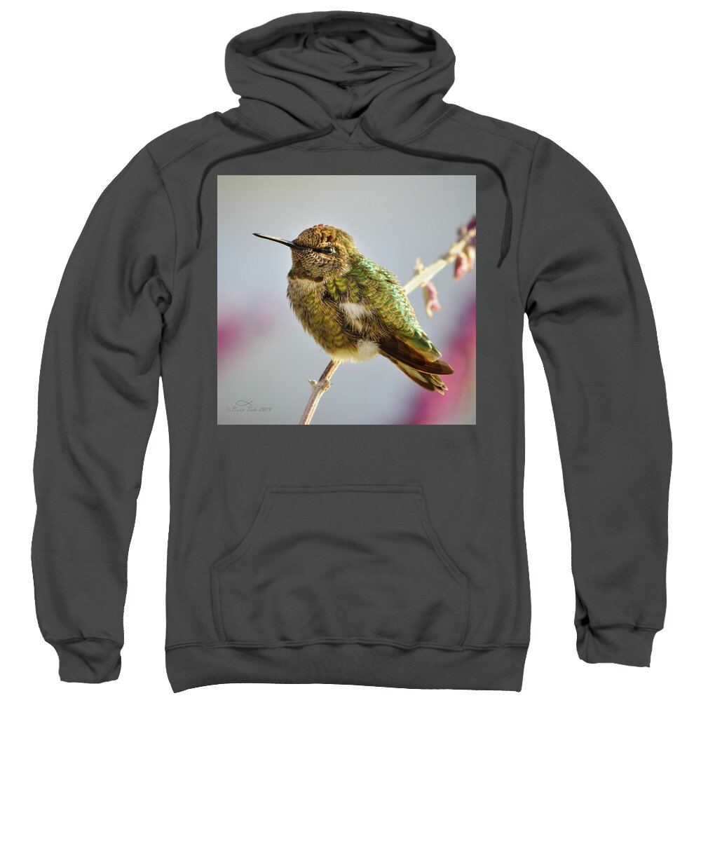 Anna's Sweatshirt featuring the photograph Busy Hummingbird Takes a Rest by Brian Tada