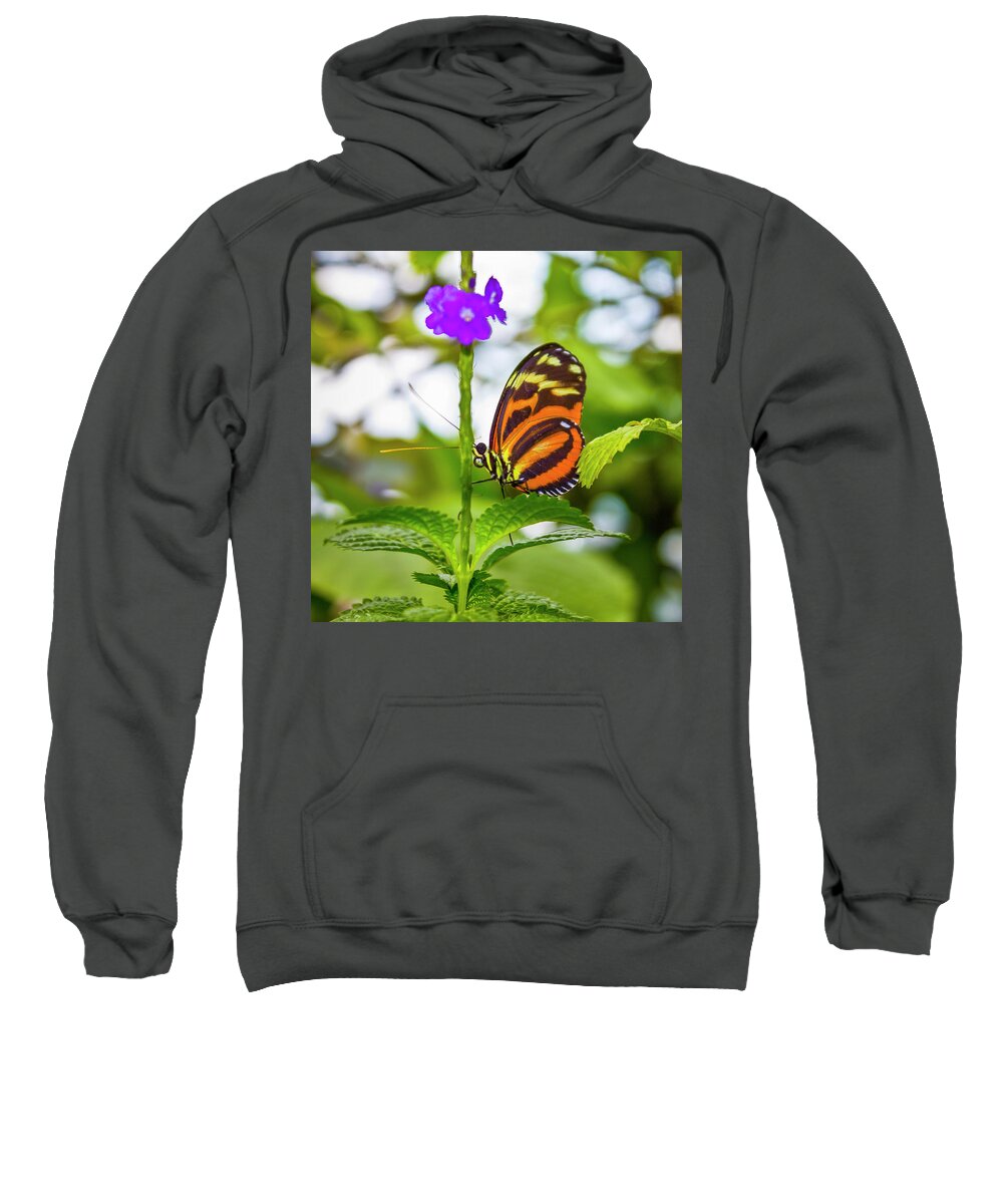 Butterfly Sweatshirt featuring the photograph Butterfly by David Beechum