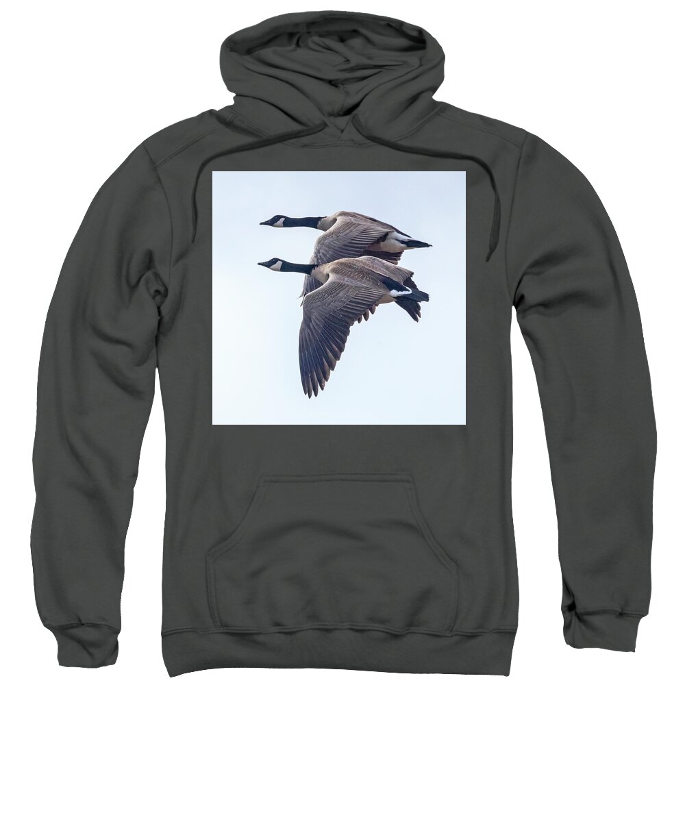  Sweatshirt featuring the photograph Canada Geese #1 by Carla Brennan