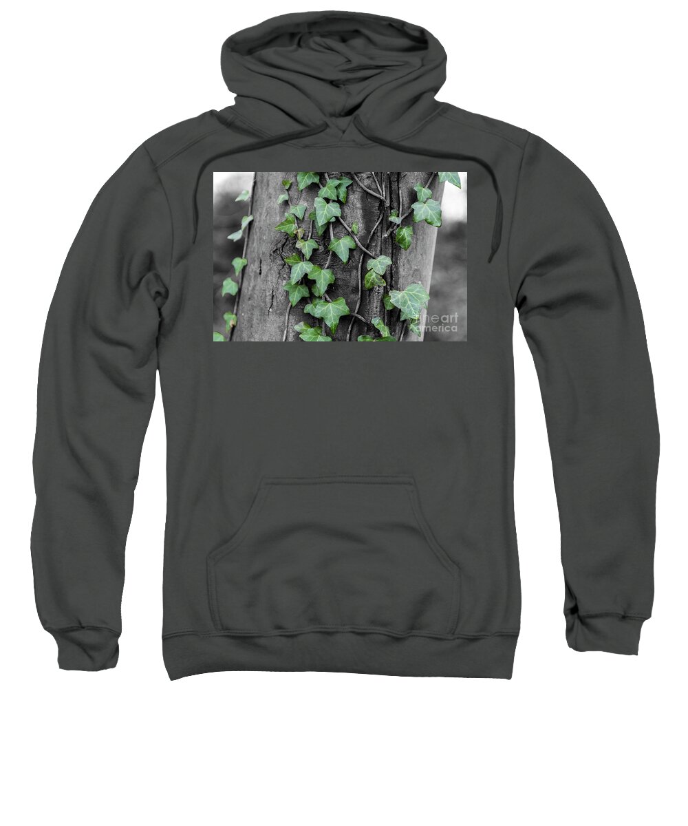 Ivy Sweatshirt featuring the photograph Captured by ivy by Daniel M Walsh