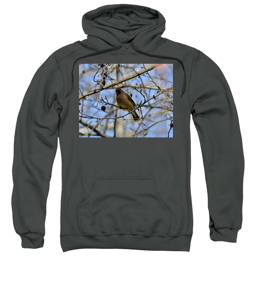  Sweatshirt featuring the photograph Cedar Waxwing 3 by David Armstrong