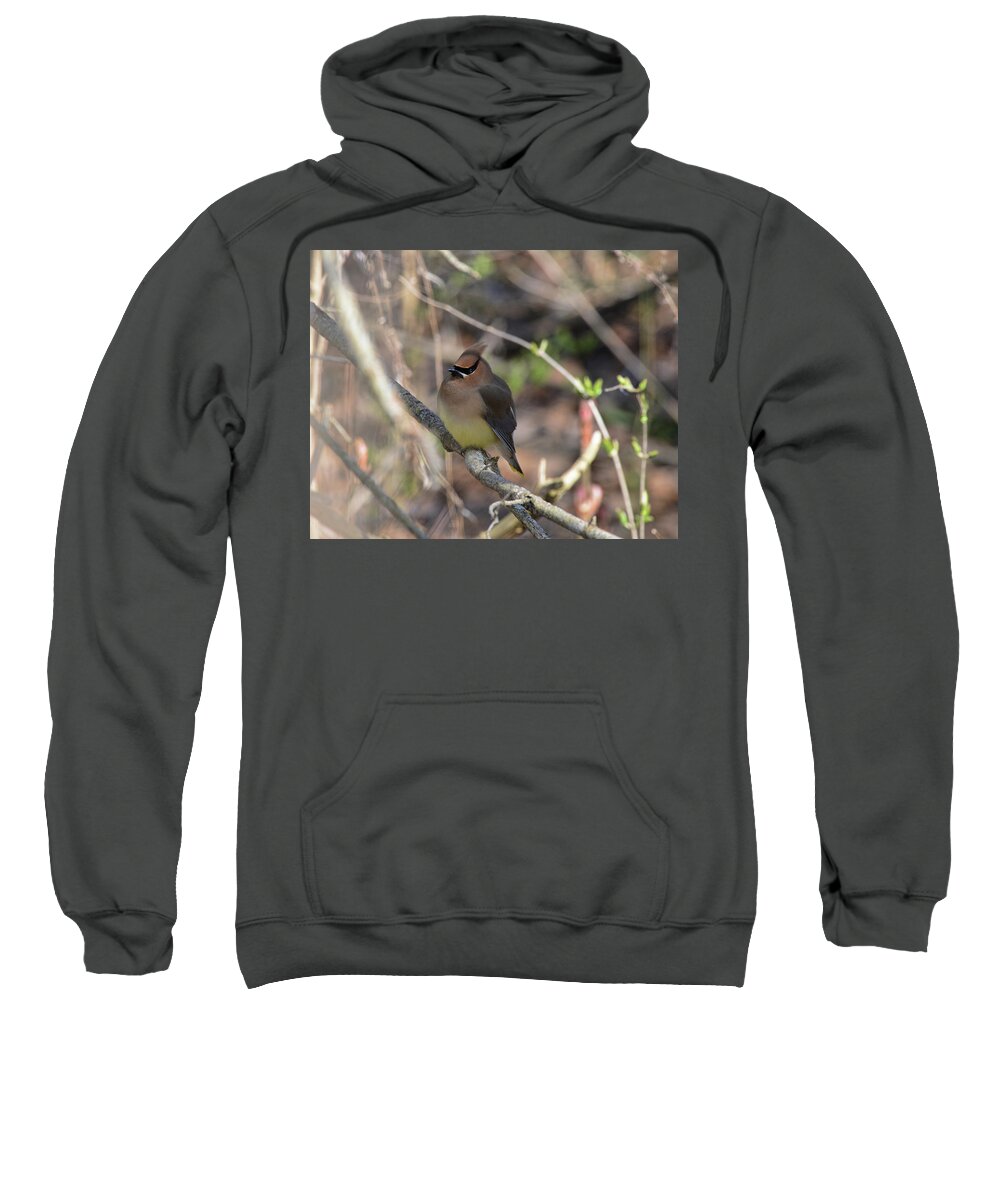  Sweatshirt featuring the photograph Cedar Waxwing 7 by David Armstrong