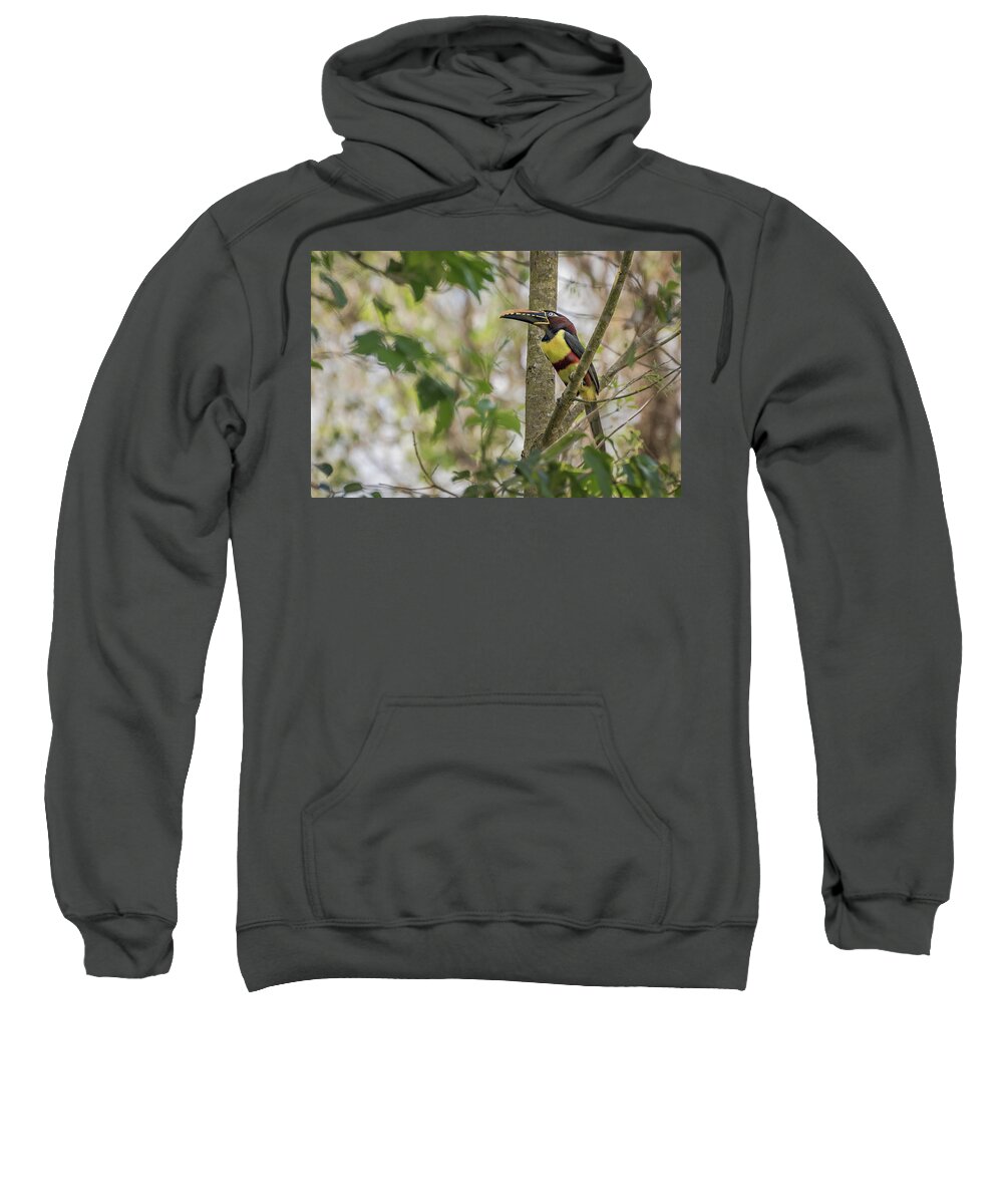 Amazon Sweatshirt featuring the photograph Chestnut-eared Aracari by Linda Villers