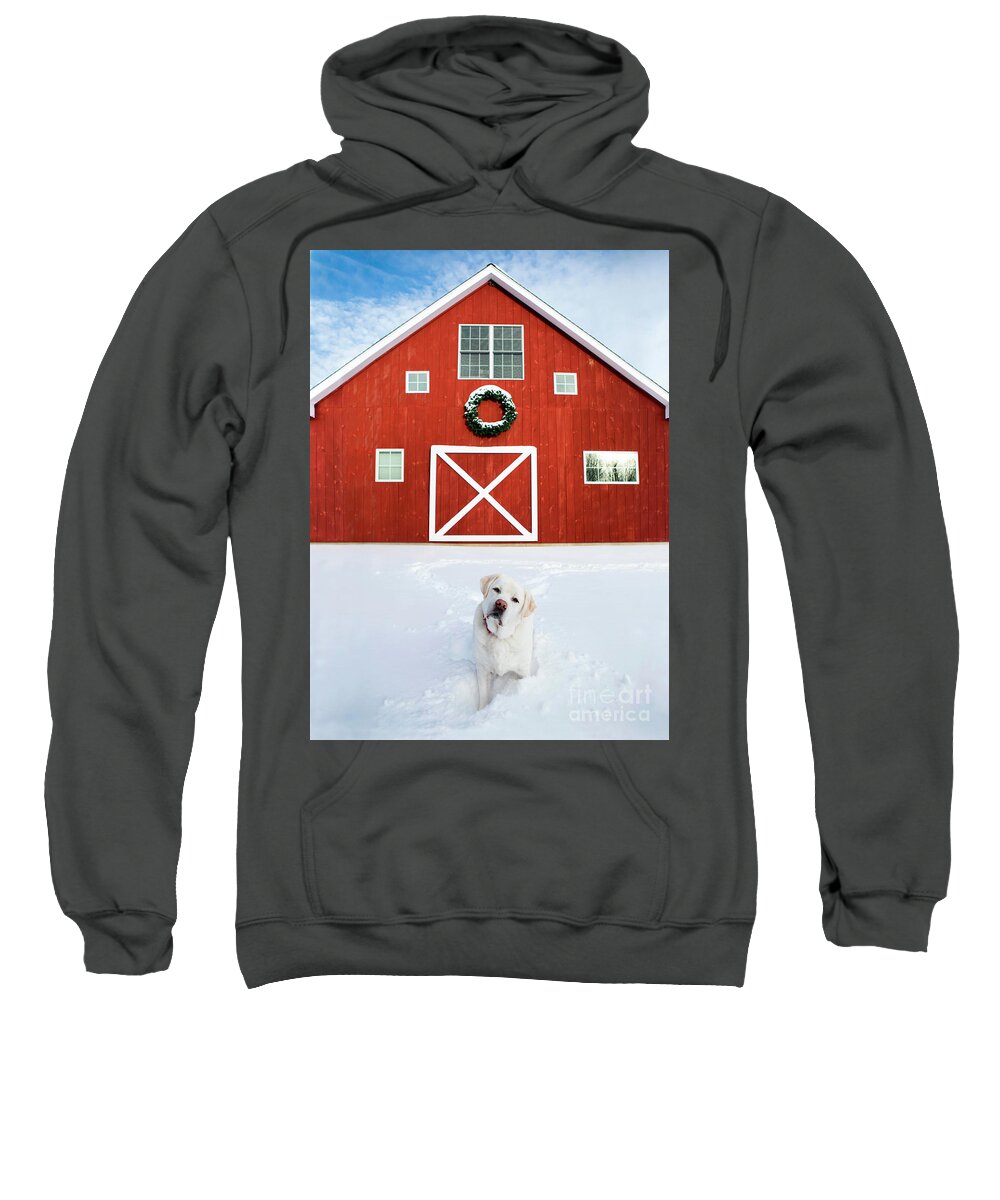 Christmas Sweatshirt featuring the photograph Christmas Barn With White Labrador Retriever by Diane Diederich