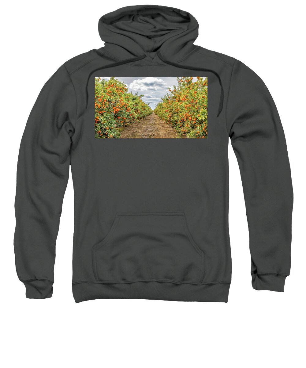 Fresno Sweatshirt featuring the photograph Citrus Orchard by Elvira Peretsman