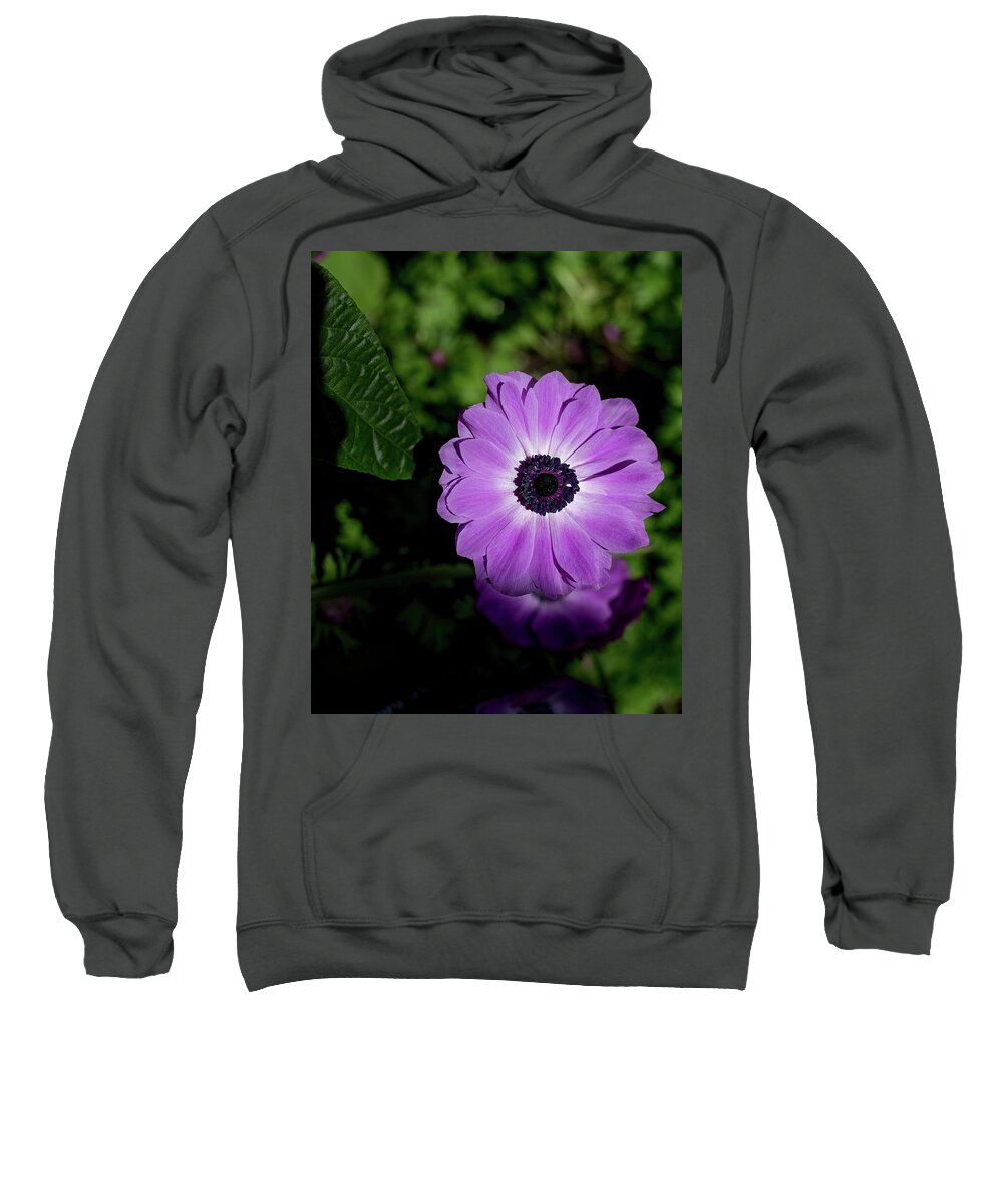 Bloom Sweatshirt featuring the photograph Closeup of Pericallis Cineraria flower. by John A Megaw