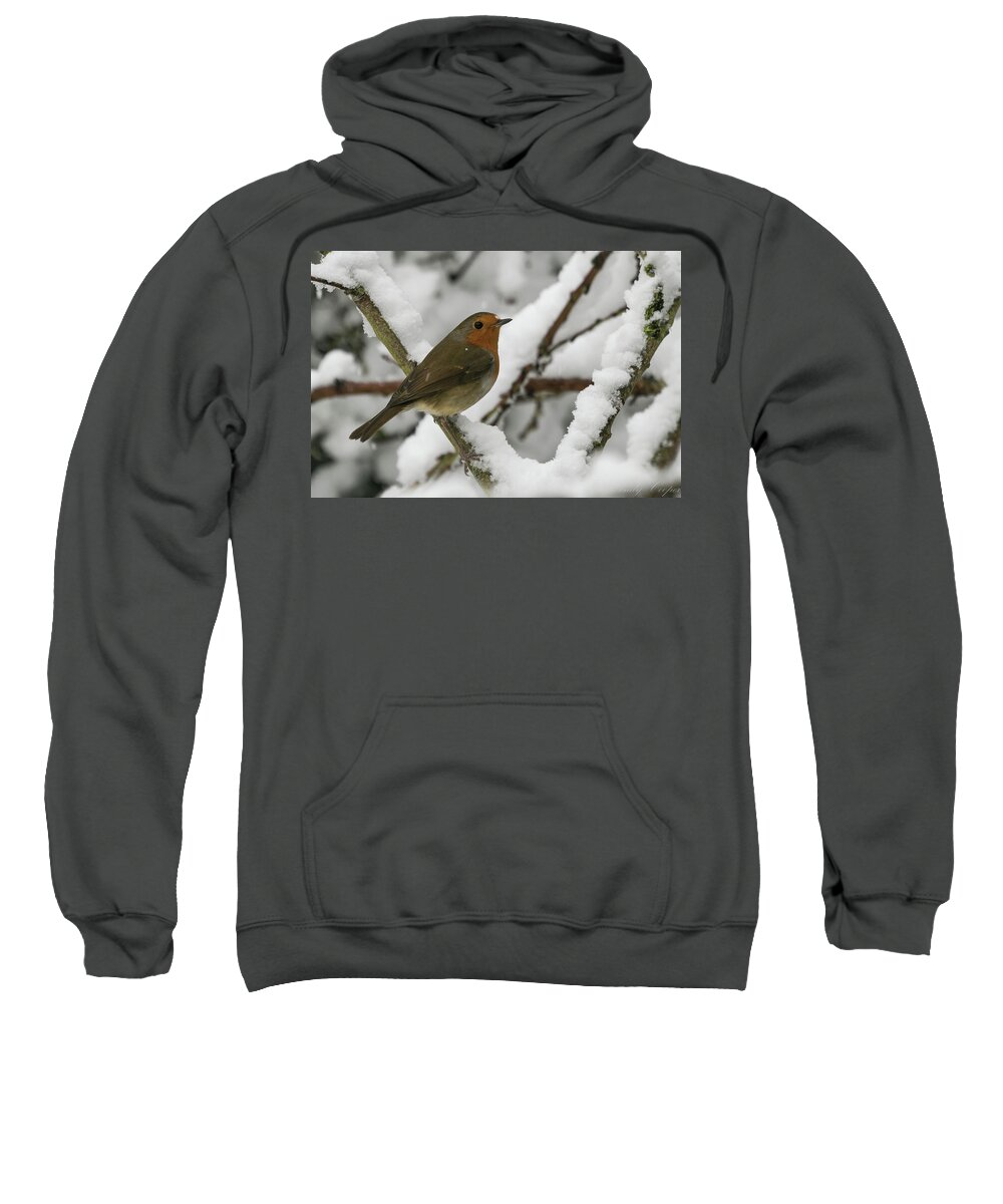 Birds Sweatshirt featuring the photograph Cock Robin by Wendy Cooper