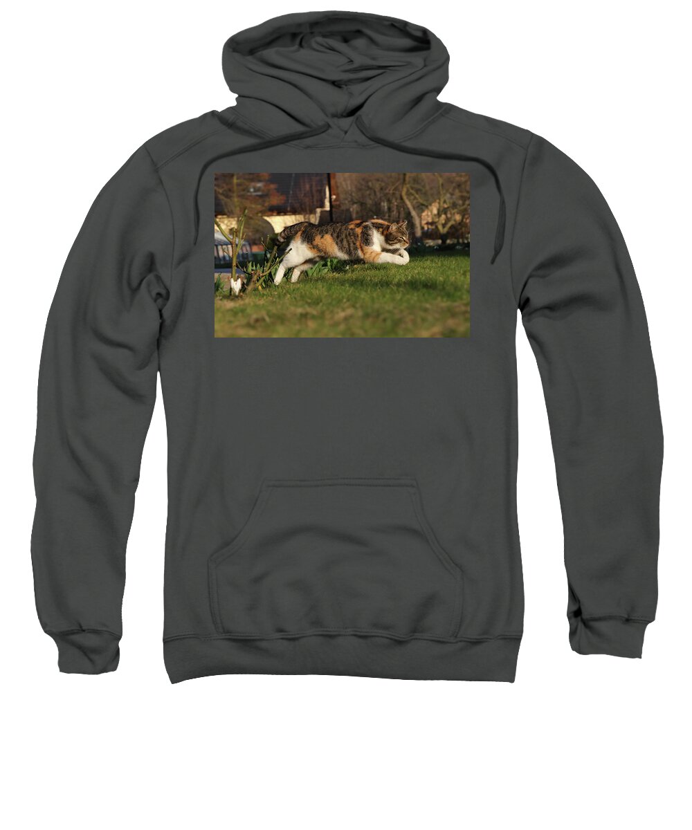 Liza Sweatshirt featuring the photograph Colored domestic cat jumps over bed of roses by Vaclav Sonnek