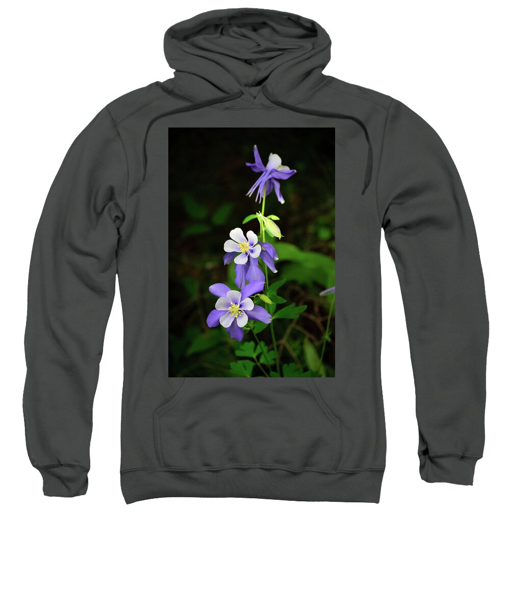 Flowers Sweatshirt featuring the photograph Columbine Trio by Tara Krauss