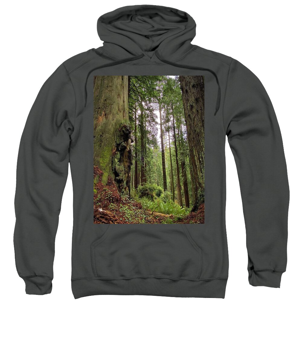 Redwoods Sweatshirt featuring the photograph Come This Way by Daniele Smith
