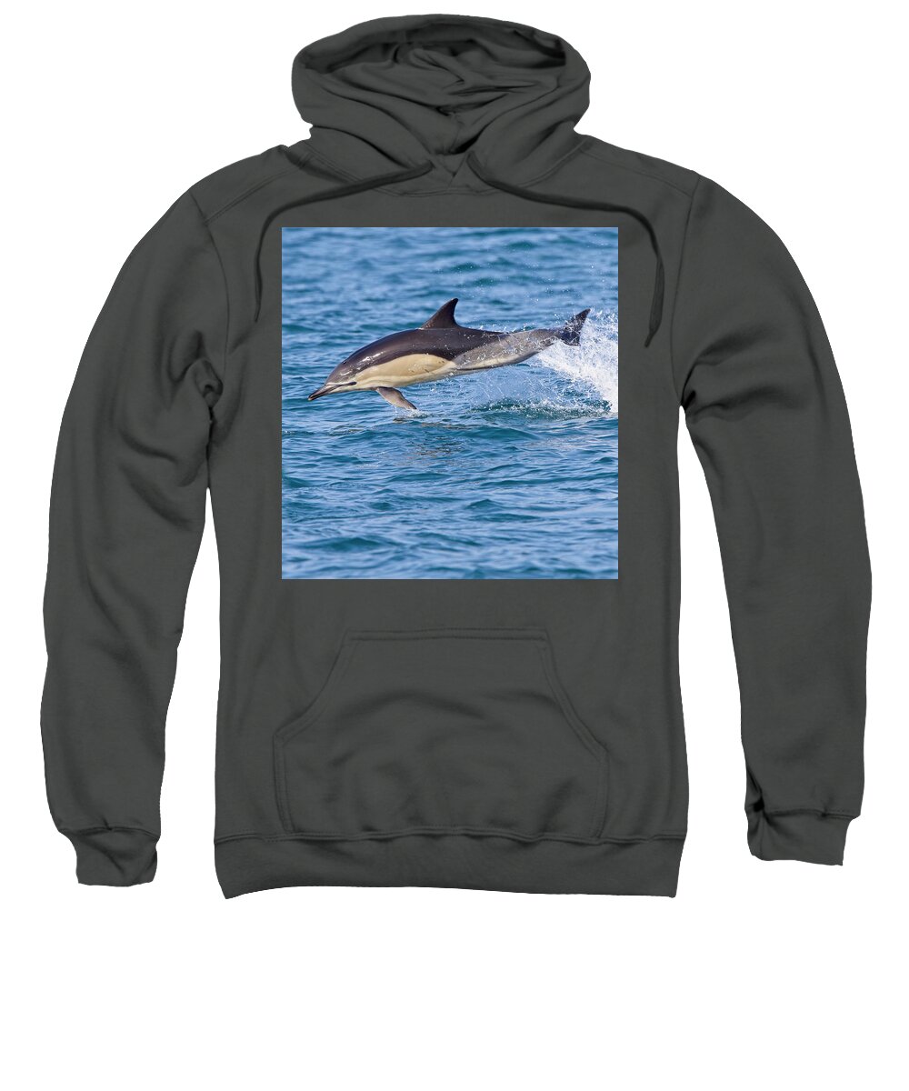 Dolphin Sweatshirt featuring the photograph Common Dolphin leaping, Cornwall. by Tony Mills