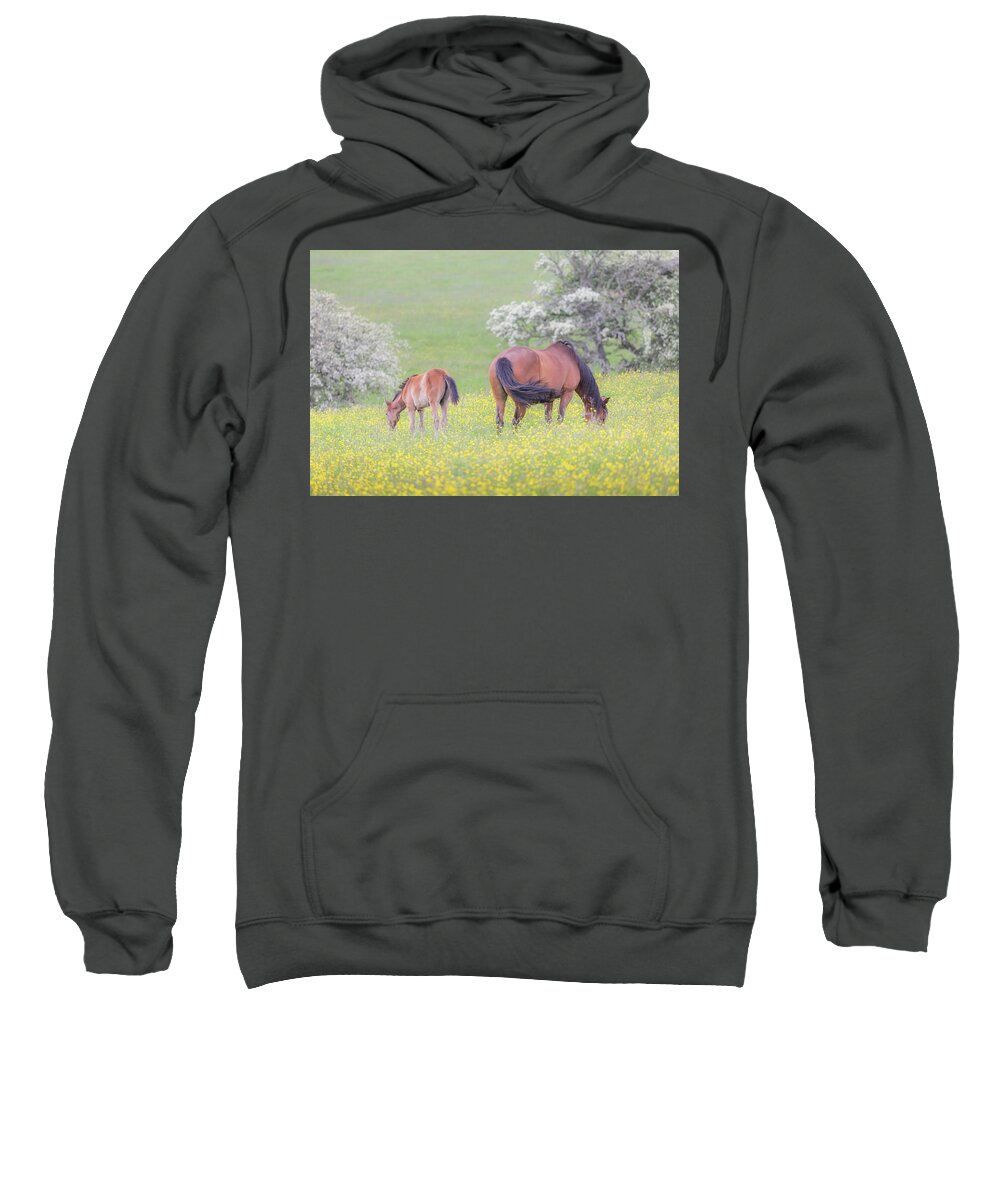 Horses Sweatshirt featuring the photograph Contentment - Mare and Foal in a meadow by Anita Nicholson