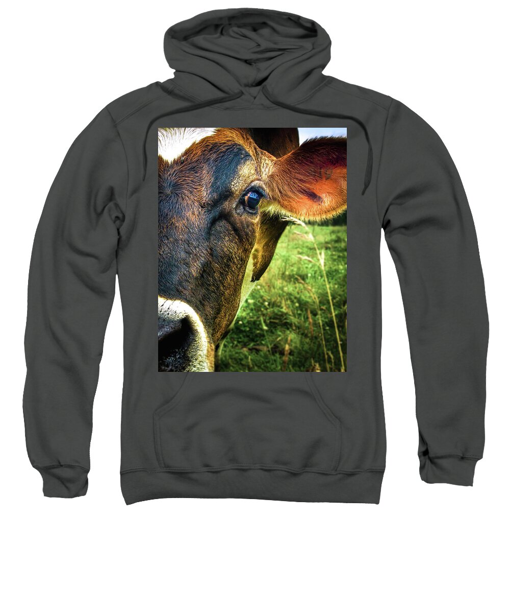 Cows Sweatshirt featuring the photograph Cow eating grass by Bob Orsillo