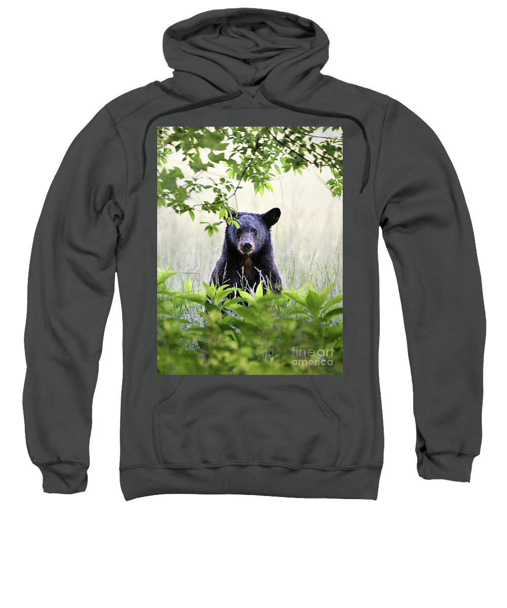 Bear Sweatshirt featuring the photograph Curious Bear Cub - Animal Portraits by Rehna George