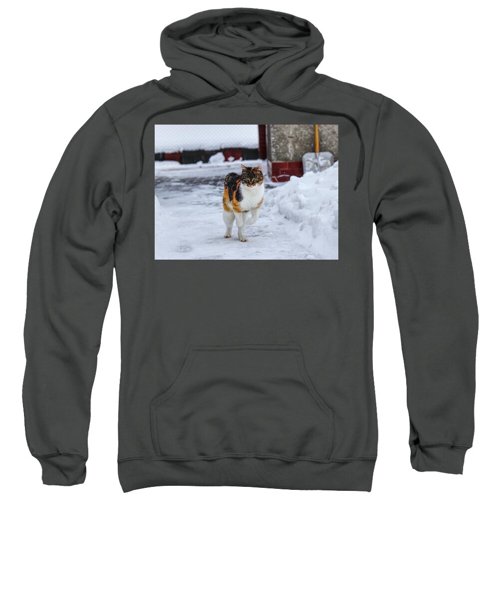 Liza Sweatshirt featuring the photograph Cat's jump in winter by Vaclav Sonnek