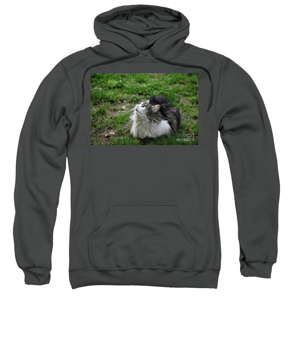 Cat Sweatshirt featuring the photograph Cute cat looking up by Mendelex Photography