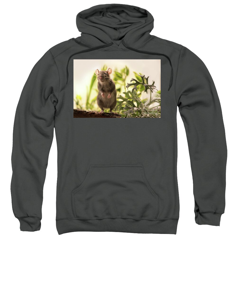 Rat Sweatshirt featuring the photograph Cute Rat in the Garden by Naomi Maya