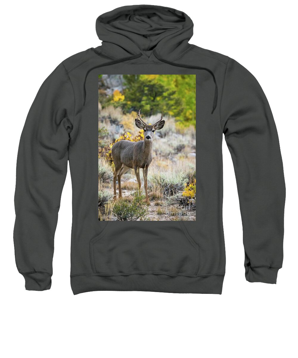  Sweatshirt featuring the photograph Deer and Aspens by Vincent Bonafede