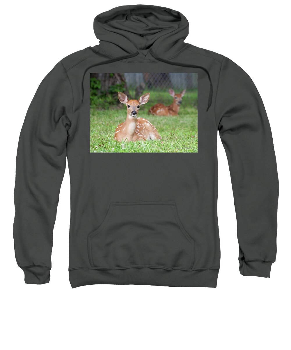 Fawns Sweatshirt featuring the photograph Deer Babies by Terri Harper