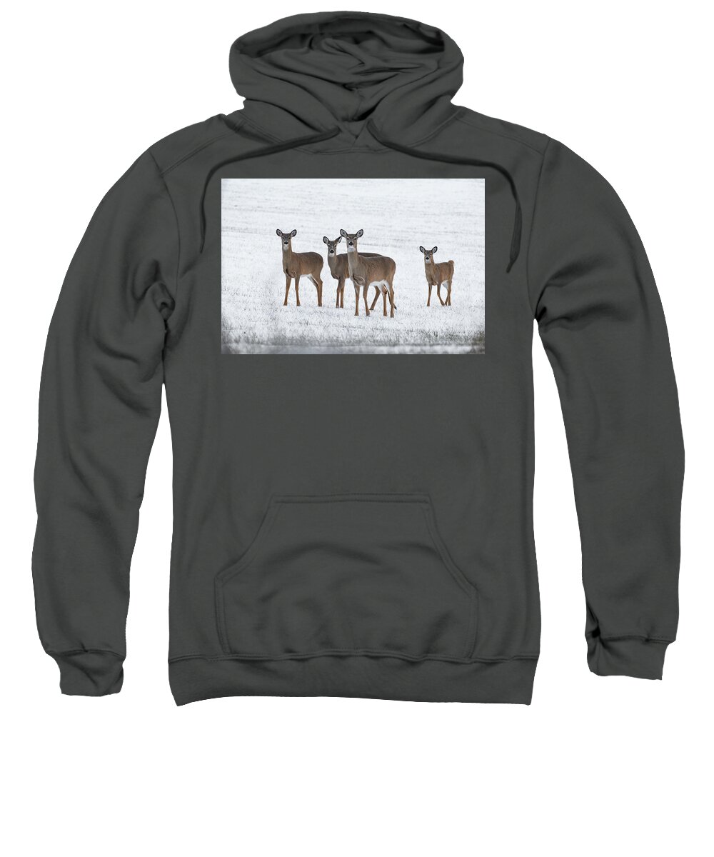 Deer Sweatshirt featuring the photograph Deer in Fresh Snow by Denise Kopko