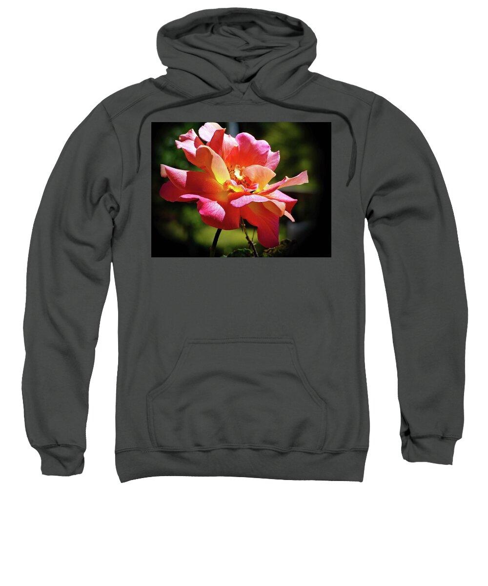 Rose Sweatshirt featuring the photograph Delicate Gorgeous Pinata Rose by Lyuba Filatova