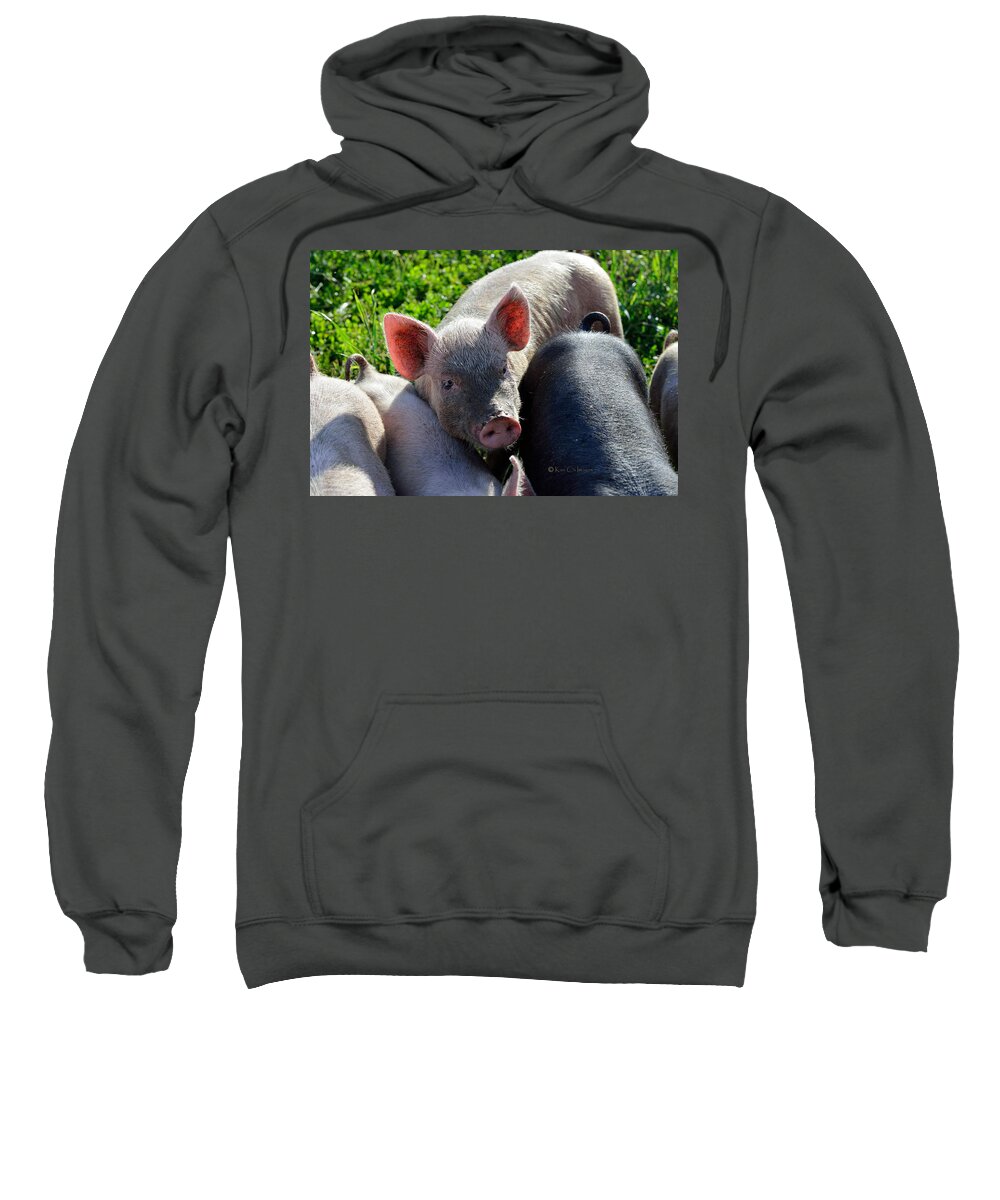 Piglet Sweatshirt featuring the photograph Dirty Face, But Cute by Kae Cheatham