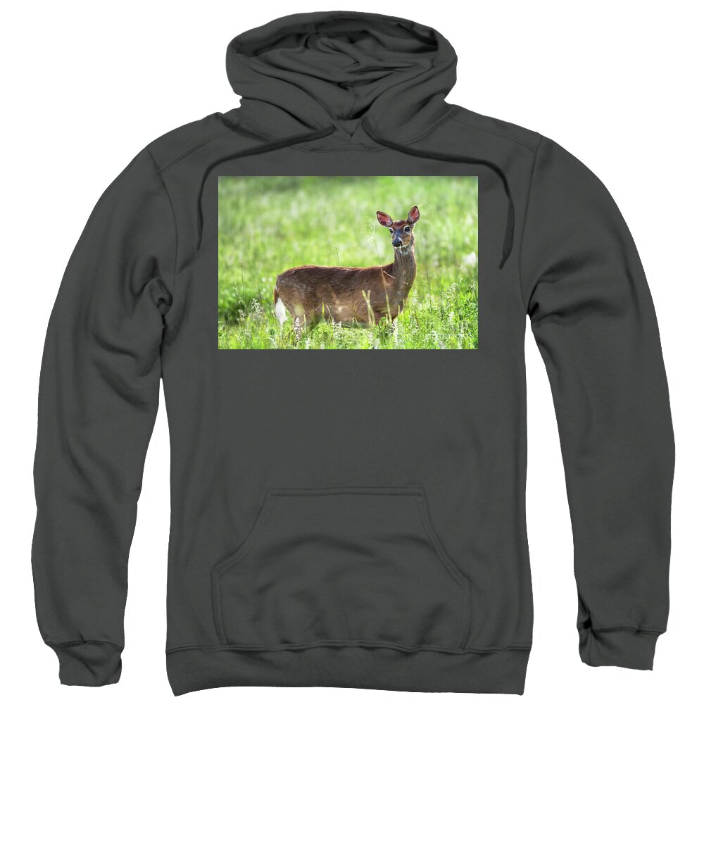 Doe Sweatshirt featuring the photograph Doe eyed - Whitetail deer on a meadow by Rehna George