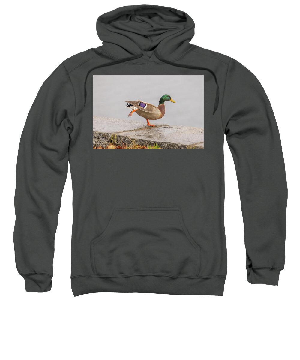 Bird Photography Sweatshirt featuring the photograph Duck Yoga by Donna Twiford