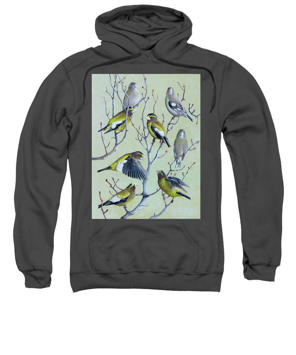 Evening Grosbeak Sweatshirt featuring the painting Evening Grosbeaks by Barry Kent MacKay