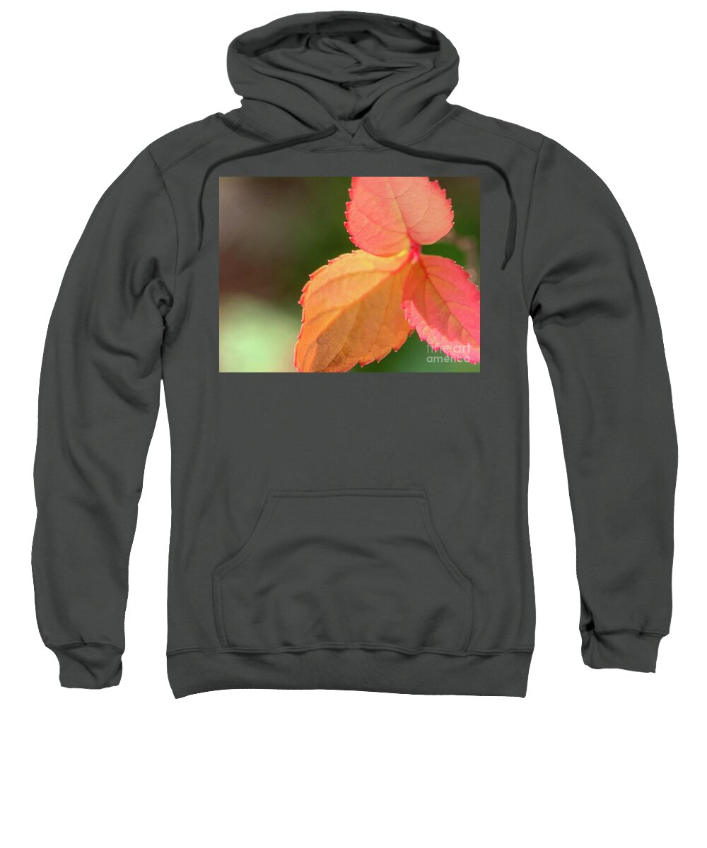 Leaves Sweatshirt featuring the photograph Fall So Bright by Catherine Wilson