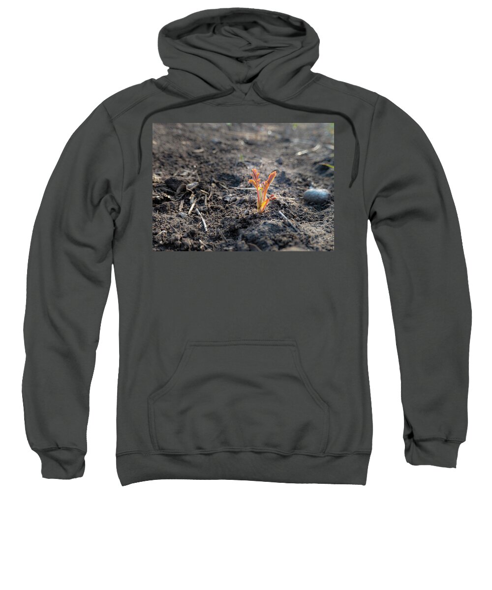 Spring Sweatshirt featuring the photograph First Sprouts In Spring by Karen Rispin
